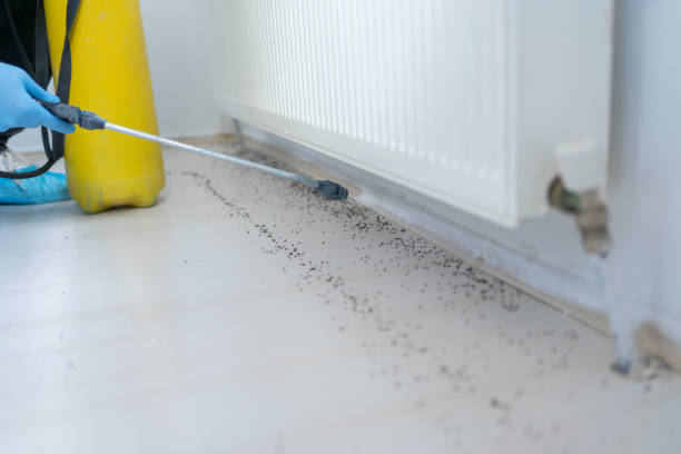 Wasp Removal Services in Tappahannock, VA